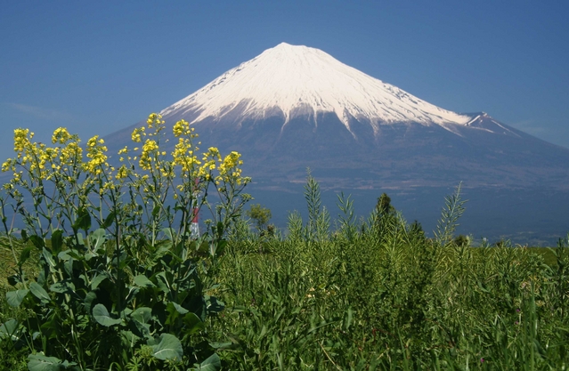 (富士山）